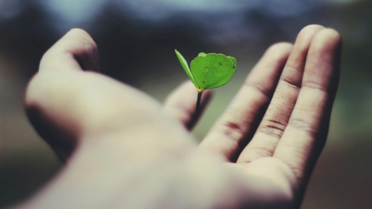 a person holding a small green frog