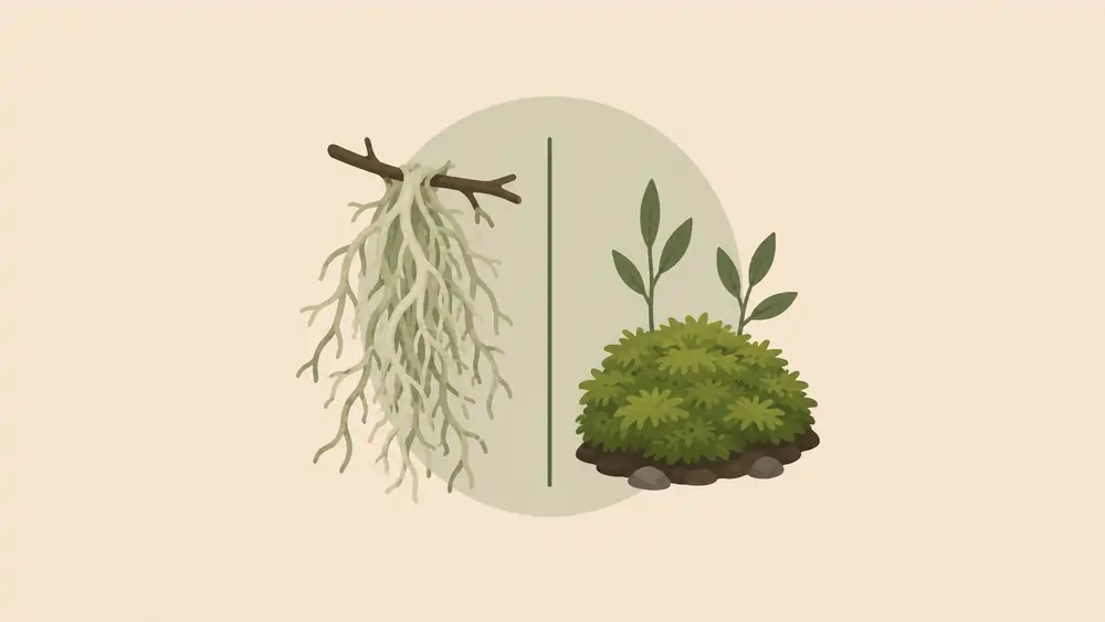 Usnea vs Moss